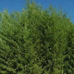 Bambou Phyllostachys Arcana Luteosulcata