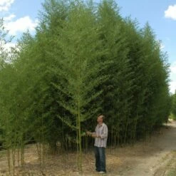 Bambou Phyllostachys Arcana Luteosulcata -Garden Supplies Sales Shop 8563 8564 8565 bambou phyllostachys arcana luteosulcata b t1000