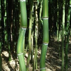 Bambou Phyllostachys Arcana Luteosulcata -Garden Supplies Sales Shop 8563 8564 8565 bambou phyllostachys arcana luteosulcata d t1000