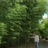 Bambou Phyllostachys Nuda -Garden Supplies Sales Shop 8571 8572 bambou phyllostachys nuda a t1000