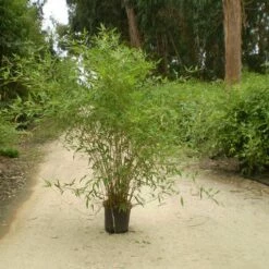 Bambou Phyllostachys Tip-top -Garden Supplies Sales Shop 8574 8575 bambou phyllostachys tip top c t1000