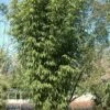 Bambou Pseudosasa Amabilis Tenuis 1 Bambou Pseudosasa Amabilis Tenuis -Garden Supplies Sales Shop 8576 8577 bambou pseudosasa amabilis tenuis a t1000