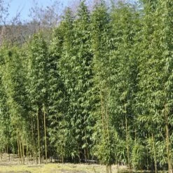 Bambou Semiarundinaria Fastuosa