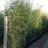 Bambou Semiarundinaria Makinoi -Garden Supplies Sales Shop 8580 bambou semiarundinaria makinoi a t1000