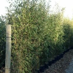 Bambou Semiarundinaria Makinoi