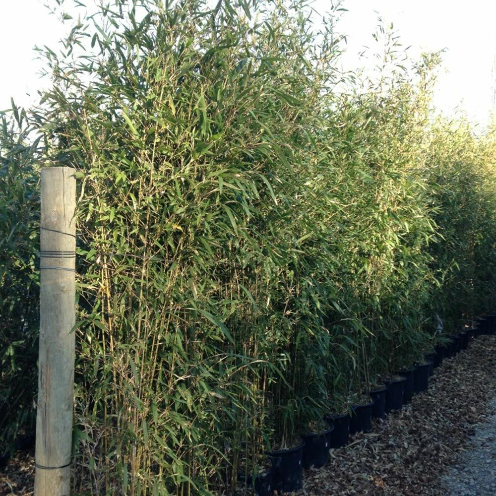 Bambou Semiarundinaria Makinoi 3 Bambou Semiarundinaria Makinoi