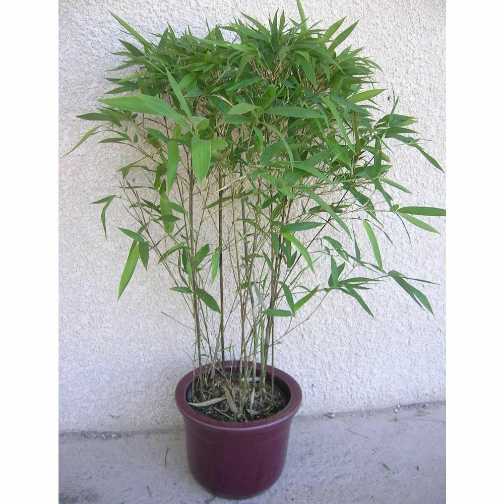 Bambou Semiarundinaria Makinoi 4 Bambou Semiarundinaria Makinoi - Image 2