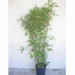 Bambou Semiarundinaria Makinoi 7 Bambou Semiarundinaria Makinoi -Garden Supplies Sales Shop 8580 bambou semiarundinaria makinoi c t1000