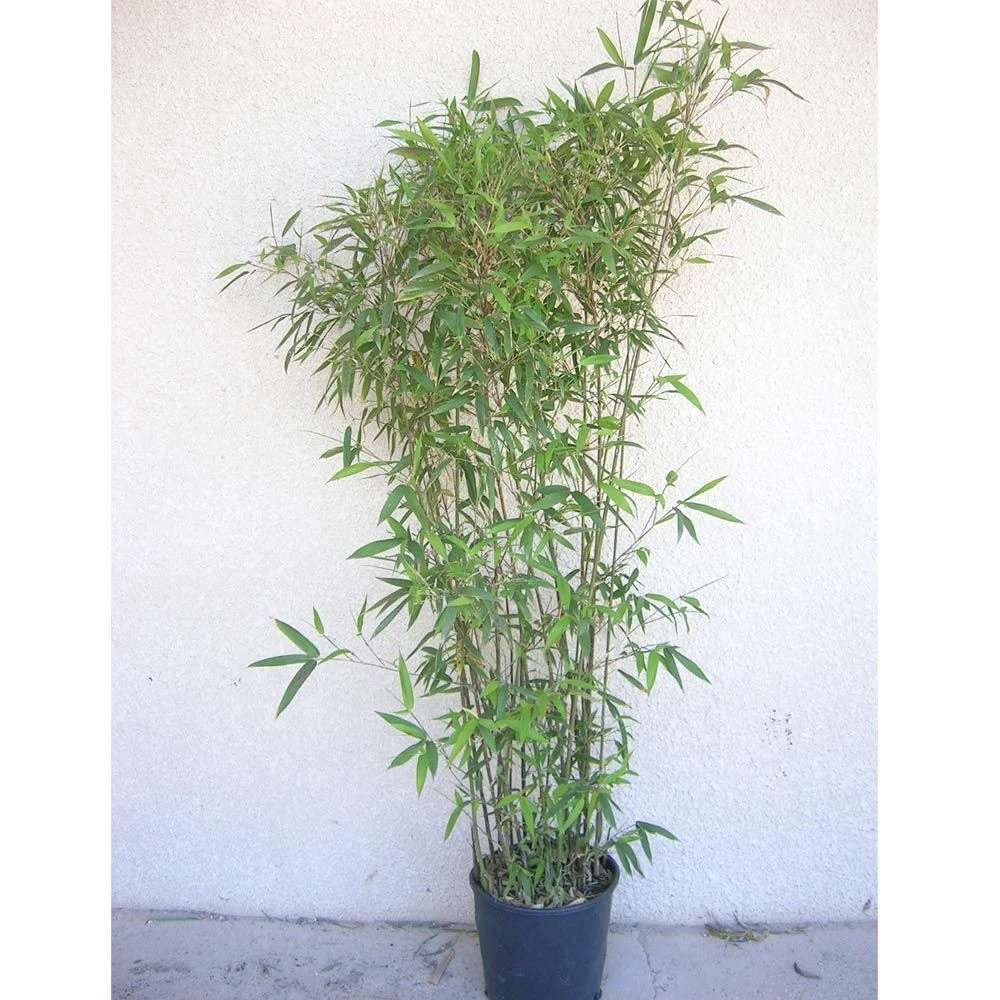 Bambou Semiarundinaria Makinoi 5 Bambou Semiarundinaria Makinoi - Image 3