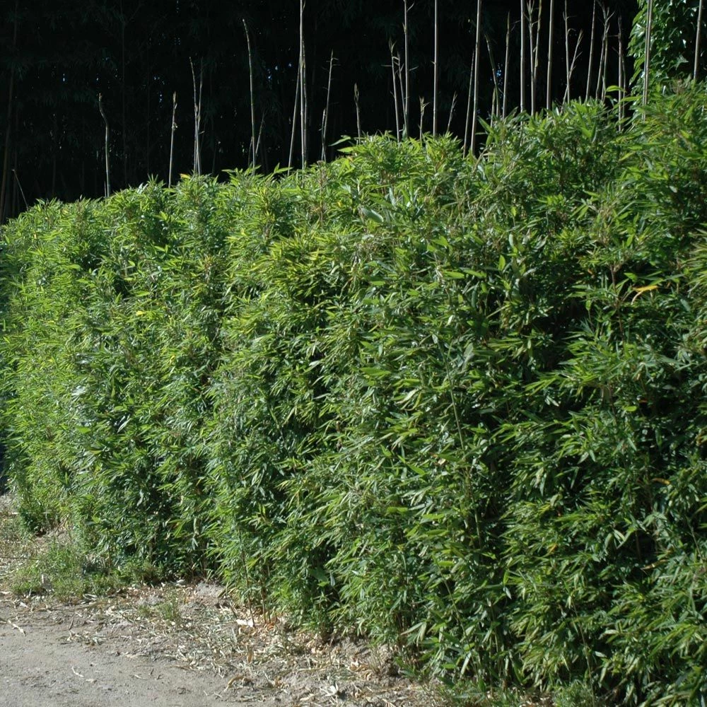 Bambou Semiarundinaria Okuboi 3 Bambou Semiarundinaria Okuboi