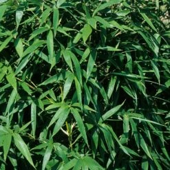 Bambou Semiarundinaria Okuboi 10 Bambou Semiarundinaria Okuboi -Garden Supplies Sales Shop 8583 bambou semiarundinaria okuboi b t1000