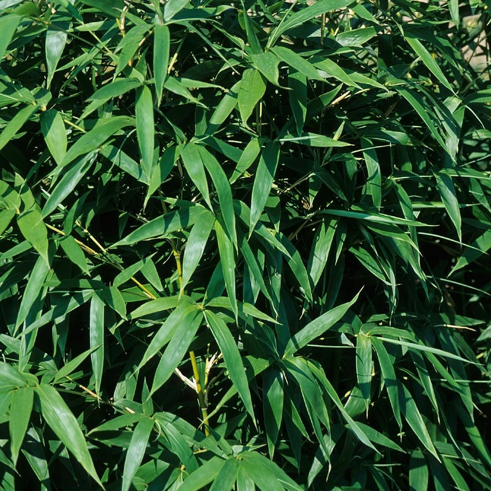 Bambou Semiarundinaria Okuboi 6 Bambou Semiarundinaria Okuboi - Image 4