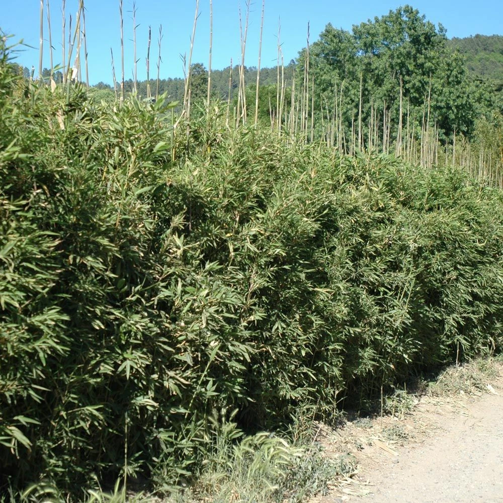 Bambou Semiarundinaria Okuboi 7 Bambou Semiarundinaria Okuboi - Image 5