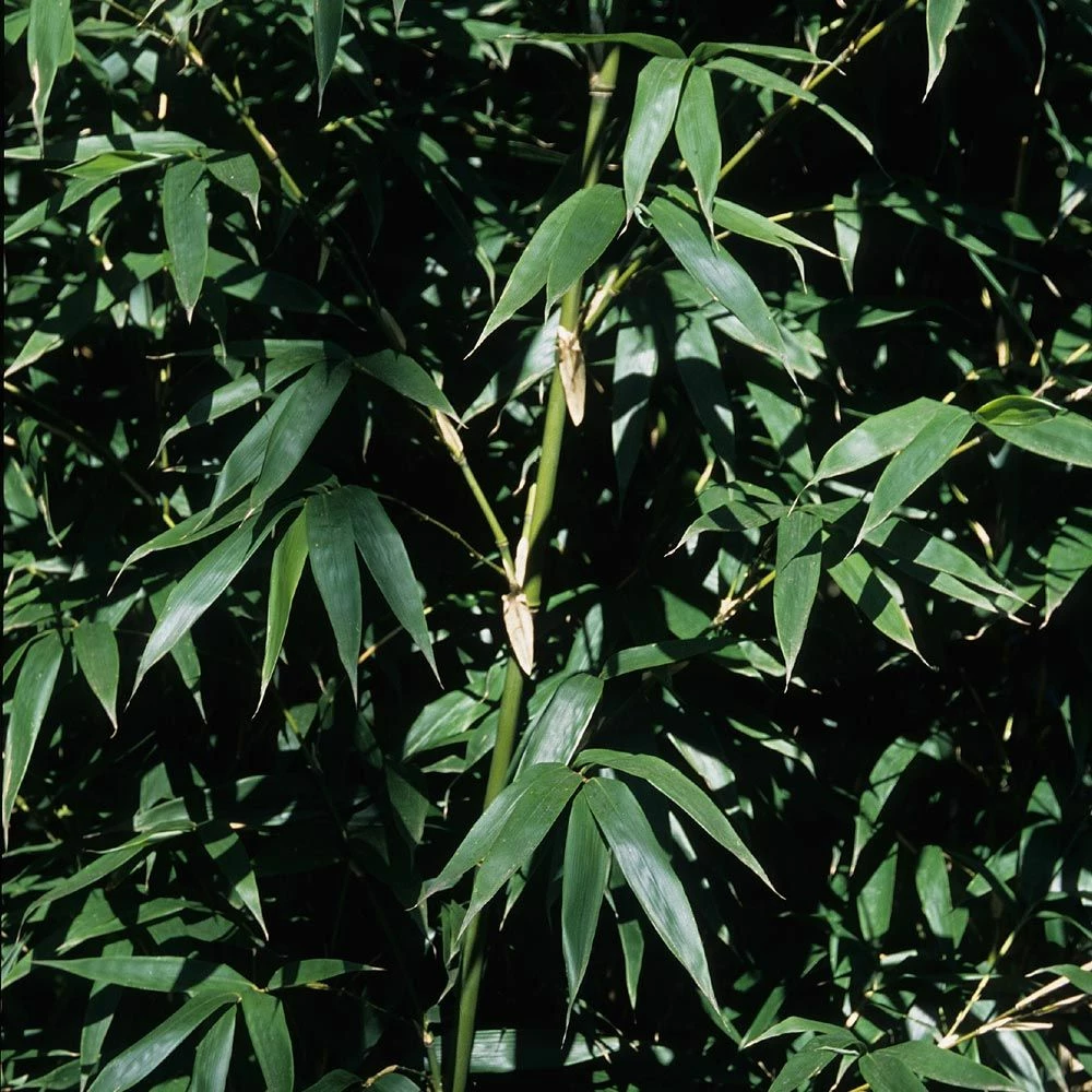 Bambou Semiarundinaria Okuboi 4 Bambou Semiarundinaria Okuboi - Image 2