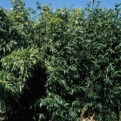 Bambou Semiarundinaria Okuboi 9 Bambou Semiarundinaria Okuboi -Garden Supplies Sales Shop 8583 bambou semiarundinaria okuboi e t1000