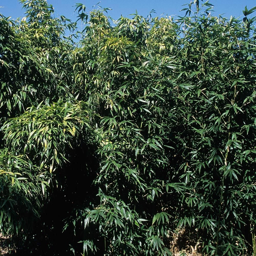 Bambou Semiarundinaria Okuboi 5 Bambou Semiarundinaria Okuboi - Image 3