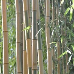 Bambou Phyllostachys Bambusoides Castillonis -Garden Supplies Sales Shop 8585 8586 8587 bambou phyllostachys bambusoides castillonis c t1000