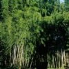 Bambou Phyllostachys Nigra Boryana -Garden Supplies Sales Shop 8591 8592 8593 bambou phyllostachys nigra boryana a t1000