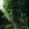 Bambou Phyllostachys Nigra Henonis 1 Bambou Phyllostachys Nigra Henonis -Garden Supplies Sales Shop 8594 8595 8596 bambou phyllostachys nigra henonis a t1000
