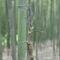 Bambou Phyllostachys Viridiglaucescens -Garden Supplies Sales Shop 8597 8598 8599 bambou phyllostachys viridiglaucescens t1000