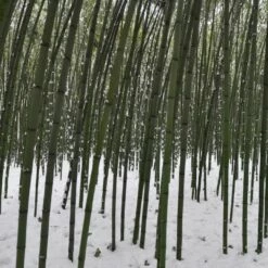 Bambou Phyllostachys Viridiglaucescens