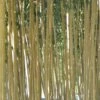 Bambou Phyllostachys Vivax Aureocaulis -Garden Supplies Sales Shop 8600 8601 bambou phyllostachys vivax aureocaulis a t1000