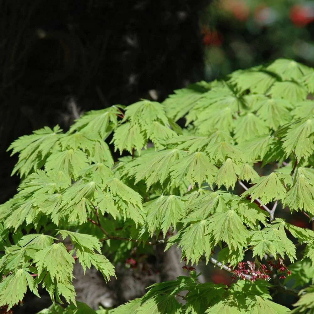 Erable Du Japon Ou Acer Japonicum 'Aconitifolium' 3 Erable Du Japon Ou Acer Japonicum 'Aconitifolium'