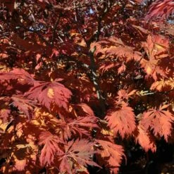 Erable Du Japon Ou Acer Japonicum 'Aconitifolium' 7 Erable Du Japon Ou Acer Japonicum 'Aconitifolium' -Garden Supplies Sales Shop 8602 8603 8604 8664a erable du japon aconitifolium t1000