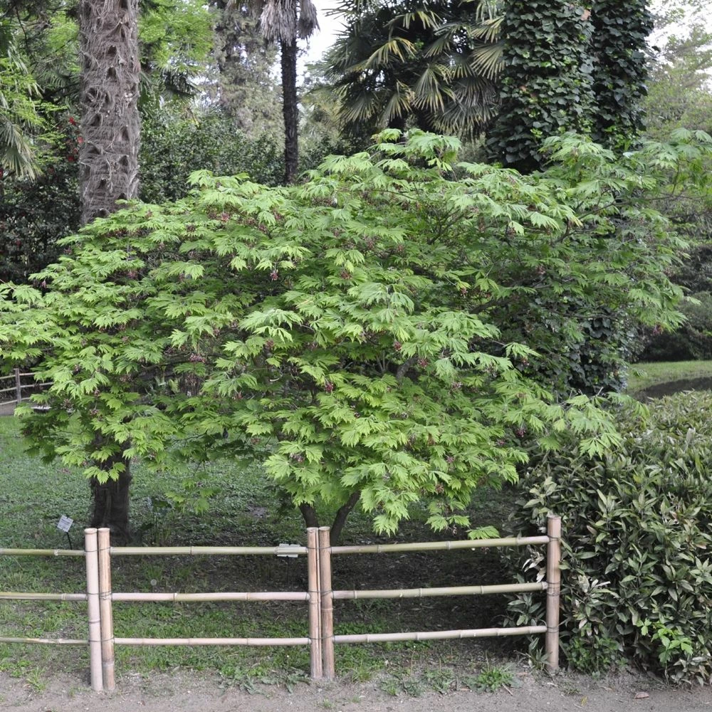 Erable Du Japon Ou Acer Japonicum 'Aconitifolium' 4 Erable Du Japon Ou Acer Japonicum 'Aconitifolium' - Image 2