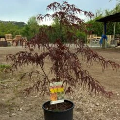 Erable Du Japon Ou Acer Palmatum 'Atrolineare' -Garden Supplies Sales Shop 8605 8606 8607 erable du japon atrolineare t1000