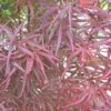 Erable Du Japon Ou Acer Palmatum 'Atrolineare' -Garden Supplies Sales Shop 8605 8606 8607c erable du japon atrolineare t1000