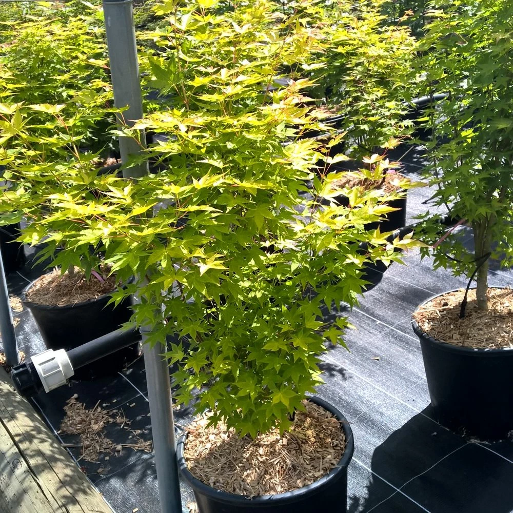 Erable Du Japon Ou Acer Palmatum 'Aureum' 4 Erable Du Japon Ou Acer Palmatum 'Aureum' - Image 2