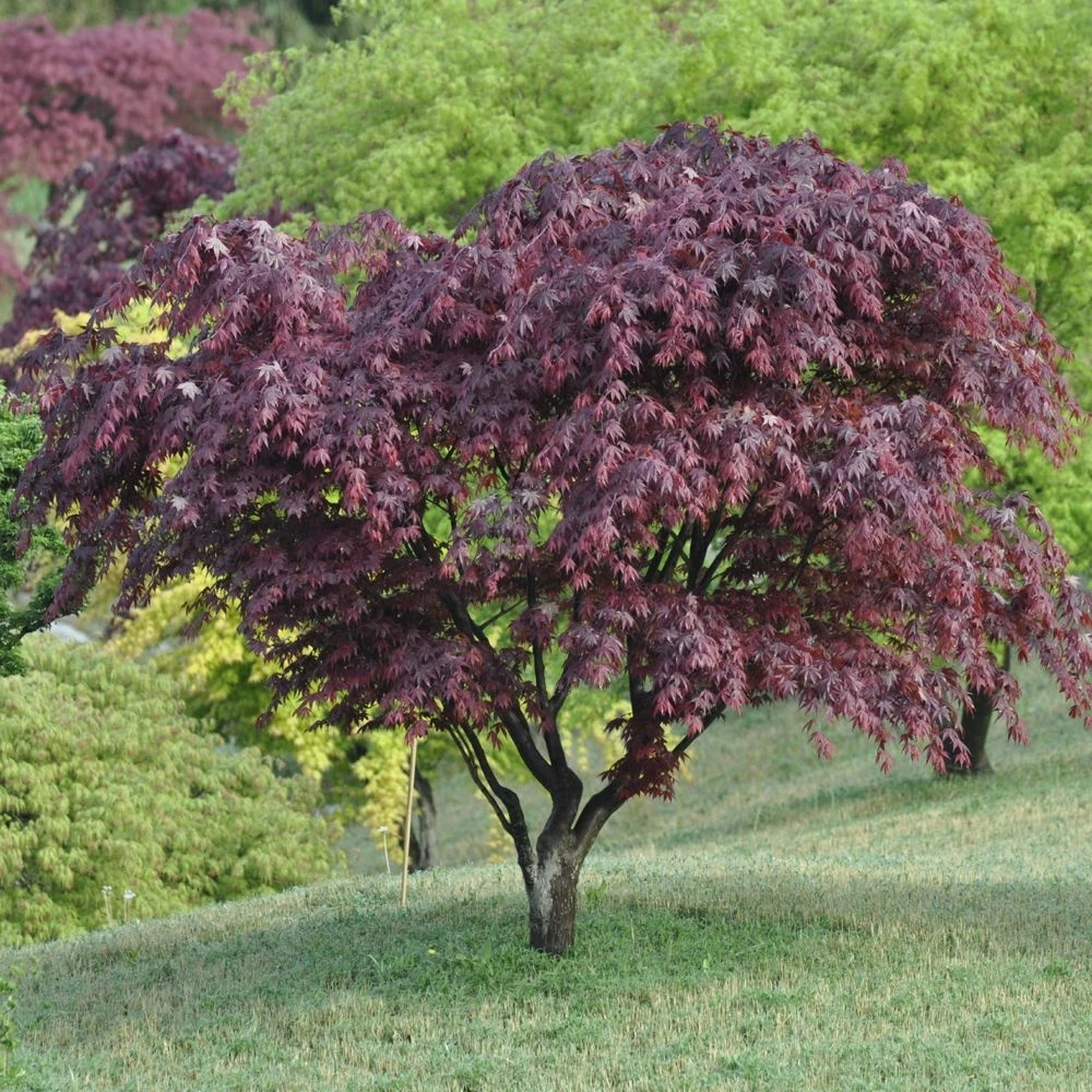 Erable Du Japon Ou Acer Palmatum 'Bloodgood' 3 Erable Du Japon Ou Acer Palmatum 'Bloodgood'