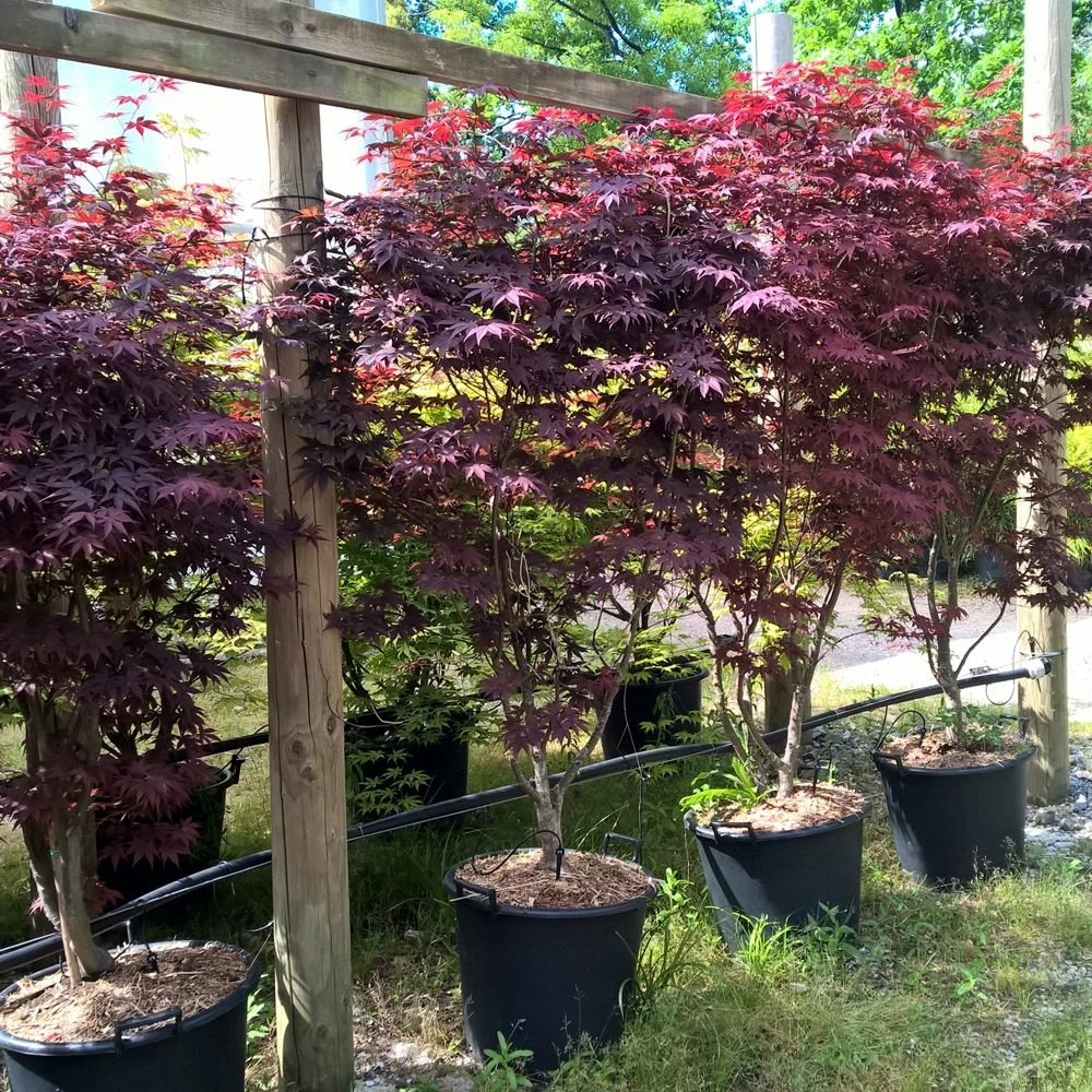 Erable Du Japon Ou Acer Palmatum 'Bloodgood' 4 Erable Du Japon Ou Acer Palmatum 'Bloodgood' - Image 2