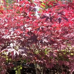 Erable Du Japon Ou Acer Palmatum 'Bloodgood' 7 Erable Du Japon Ou Acer Palmatum 'Bloodgood' -Garden Supplies Sales Shop 8611 8612 8613 8667c erable du japon bloodgood t1000