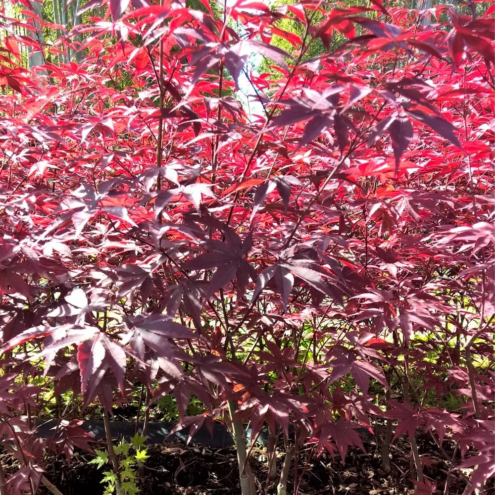 Erable Du Japon Ou Acer Palmatum 'Bloodgood' 5 Erable Du Japon Ou Acer Palmatum 'Bloodgood' - Image 3