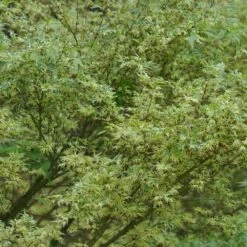 Erable Du Japon Ou Acer Palmatum 'Butterfly'
