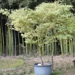Erable Du Japon Ou Acer Palmatum 'Butterfly' -Garden Supplies Sales Shop 8614 8615 8616 8668a erable du japon butterfly t1000