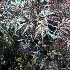 Erable Du Japon Ou Acer Palmatum Ssp. Dissectum 'Crimson Queen' -Garden Supplies Sales Shop 8617 8618 8619 8669c erable du japon crimson queen t1000