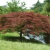 Erable Du Japon Ou Acer Palmatum Ssp. Dissectum 'Garnet' -Garden Supplies Sales Shop 8623 8624 8625 8671a erable du japon dissectum garnet t1000