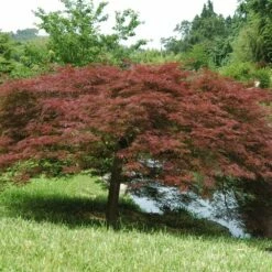 Erable Du Japon Ou Acer Palmatum Ssp. Dissectum 'Garnet'