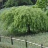 Erable Du Japon Ou Acer Palmatum Ssp. Dissectum 'Viridis' 1 Erable Du Japon Ou Acer Palmatum Ssp. Dissectum 'Viridis' -Garden Supplies Sales Shop 8626 8627 8628 8672b erable du japon dissectum viridis t1000