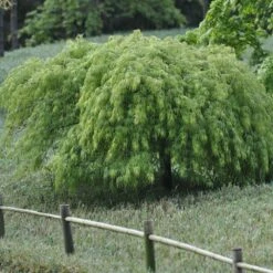 Erable Du Japon Ou Acer Palmatum Ssp. Dissectum 'Viridis'