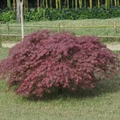 Erable Du Japon Ou Acer Palmatum Ssp. Dissectum 'Inaba Shidare'