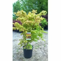 Erable Du Japon Ou Acer Palmatum 'Ueno Yama' -Garden Supplies Sales Shop 8632 8633 8634 8674 erable du japon ueno yama t1000