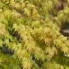 Erable Du Japon Ou Acer Palmatum 'Orange Dream'