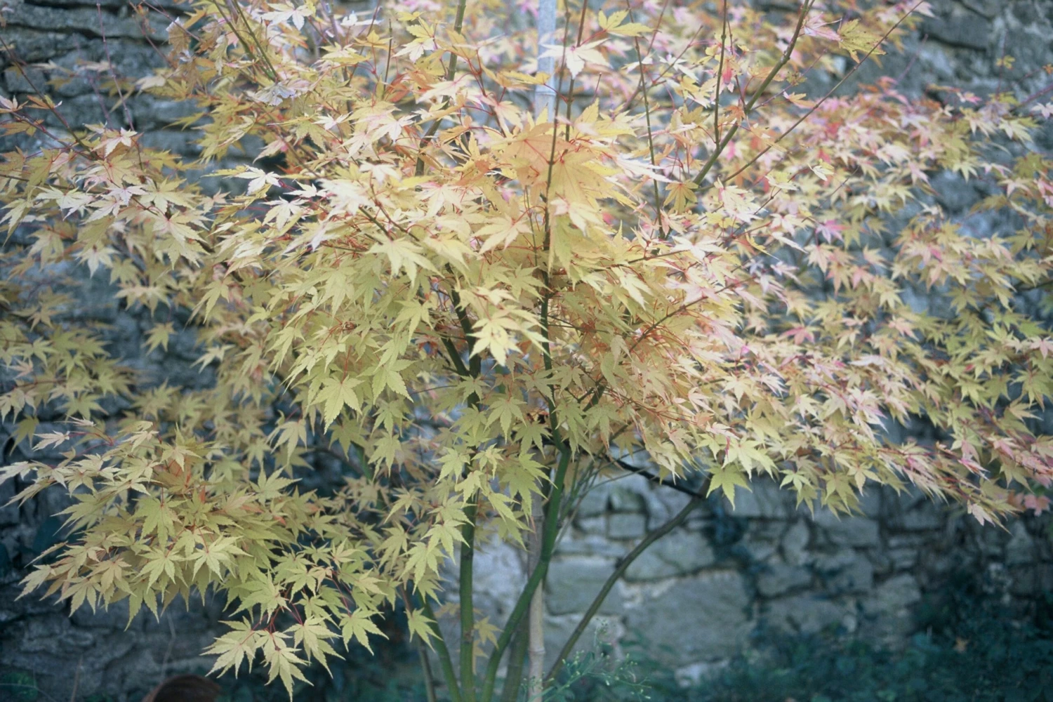 Erable Du Japon Ou Acer Palmatum 'Orange Dream' 4 Erable Du Japon Ou Acer Palmatum 'Orange Dream' - Image 2