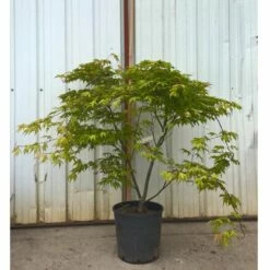 Erable Du Japon Ou Acer Palmatum 'Reticulatum Red' -Garden Supplies Sales Shop 8638 8639 8640 8676 erable du japon reticulatum red t1000