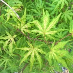 Erable Du Japon Ou Acer Palmatum 'Reticulatum Red'