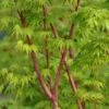 Erable Du Japon Ou Acer Palmatum 'Sango Kaku' -Garden Supplies Sales Shop 8641 8642 8643 8677 erable du japon sango kaku t1000